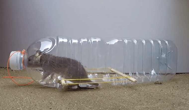 Cách bẫy chuột bách phát bách trúng chỉ với 1 chai nhựa và đôi đũa