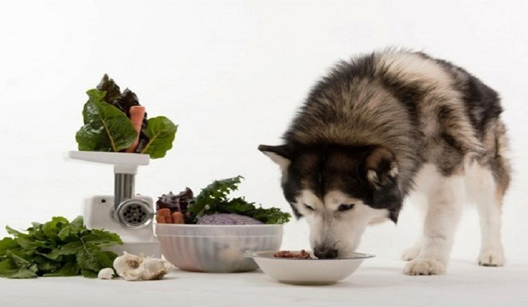 2 cách chế biến thức ăn cho chó đơn giản tại nhà