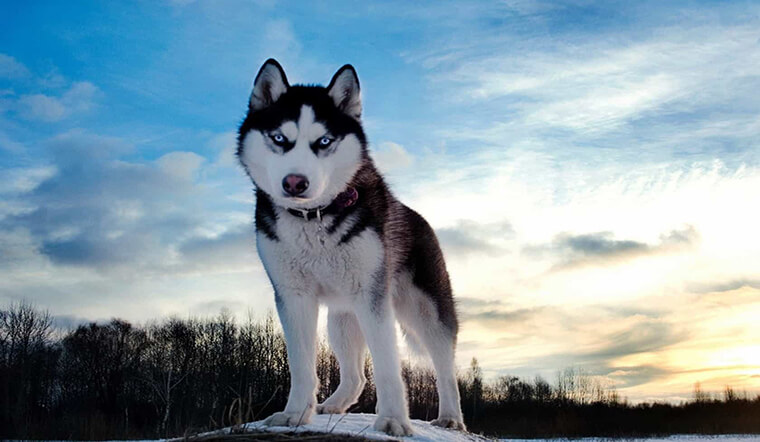 Tổng hợp 200+ ảnh chó husky dễ thương vô cùng đáng yêu và quyến rũ