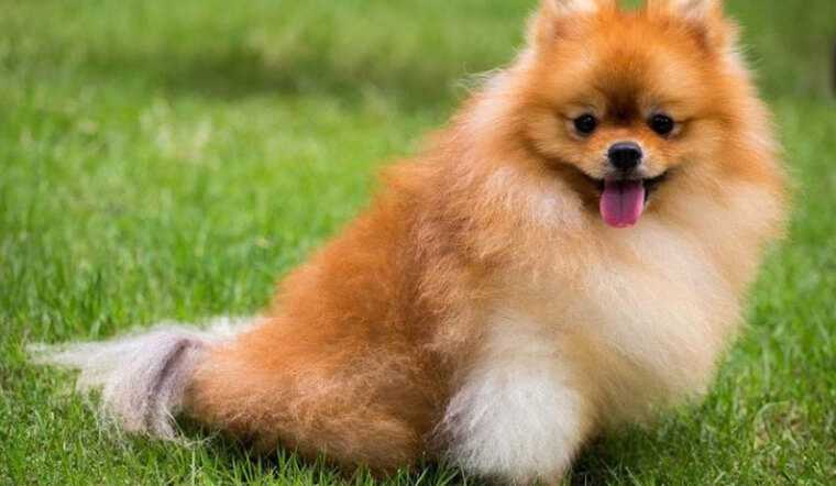 Chó Phốc Sóc (Pomeranian) giá bao nhiêu, đặc tính, cách nuôi