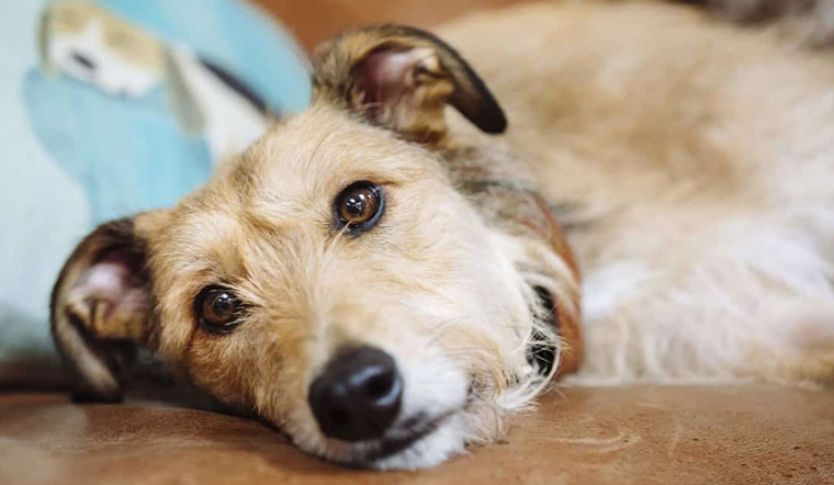Bệnh Parvo ở chó kéo dài bao lâu? Có lây sang người không?