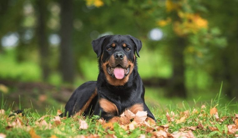 Rottweiler: Nguồn gốc, đặc điểm, cách nuôi, giá bán