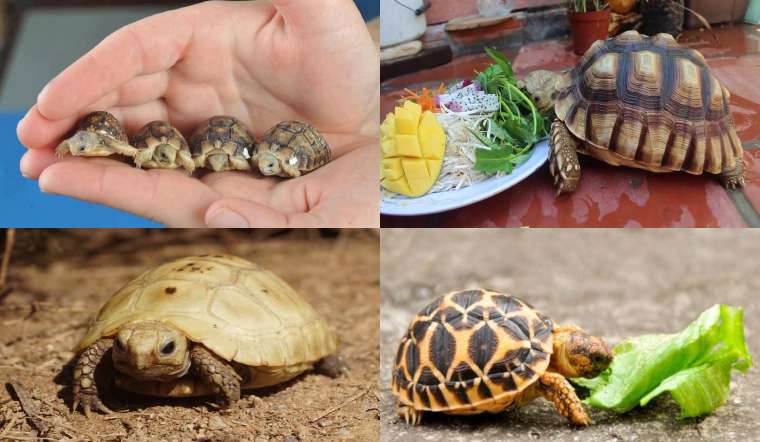 Các loại thức ăn cho rùa cảnh tốt và dễ mua