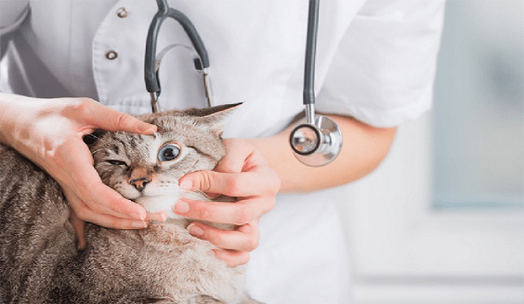 Các bệnh thường gặp ở mèo cần ghi nhớ khi nuôi mèo