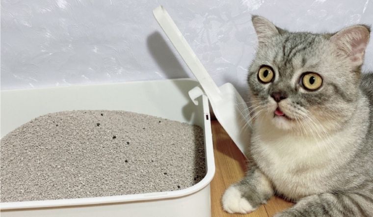 Hướng dẫn cách dùng cát vệ sinh cho mèo hiệu quả