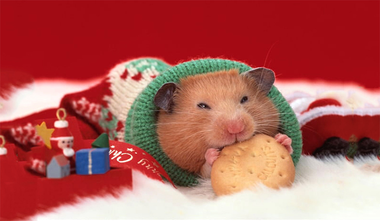 Kết quả hình ảnh cho hình nền chuột hamster dễ thương  Hamster Animais  engraçados Animais