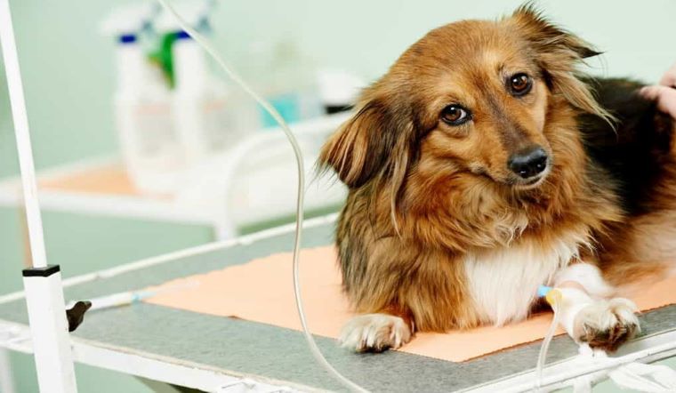 9 loại bệnh nguy hiểm ở chó có thể gây chết đột ngột