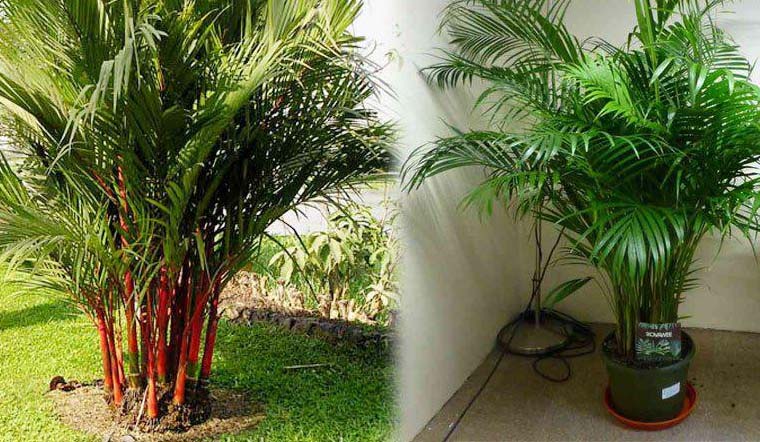 Ý nghĩa cà cách trồng cây dừa cảnh phong thủy