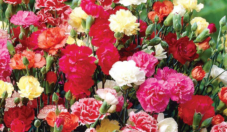 ảnh Nền Màu đen Hoa Cẩm Chướng Tải Xuống Miễn Phí ảnh hoa cẩm chướng màu  tím hoa đẹp Trên Lovepik