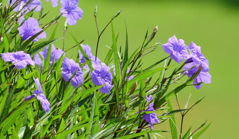 Ý nghĩa, đặc điểm, cách trồng và chăm sóc cây hoa chiều tím đơn giản