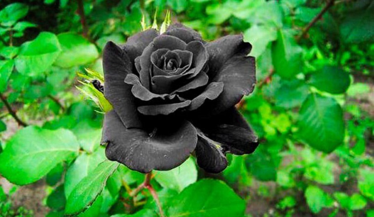 Hoa hồng đen: Ý nghĩa, hình ảnh, cách trồng, chăm sóc tại nhà