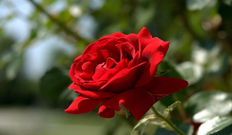 Hoa hồng nhung: Ý nghĩa, hình ảnh, cách trồng, chăm sóc tại nhà