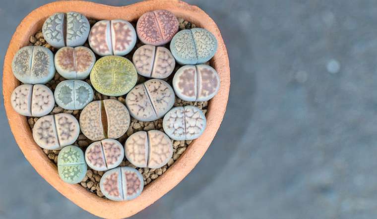 Cây sen mông thạch lan (lithops): Ý nghĩa sau vẻ đẹp lạ và độc đáo