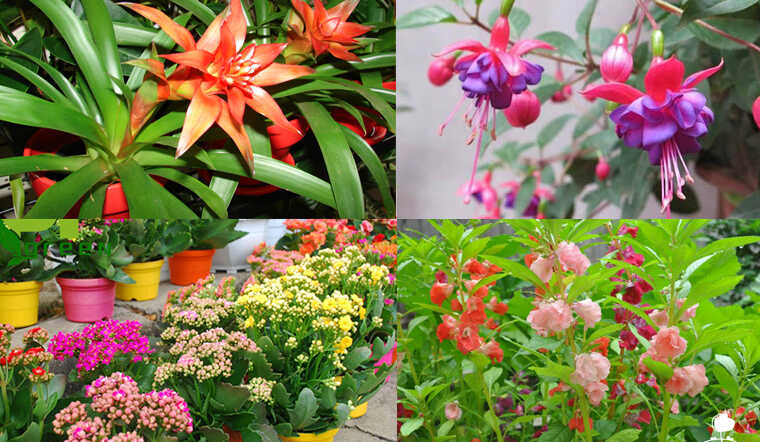 Top 15 loại cây hoa ưa bóng mát đẹp và dễ trồng