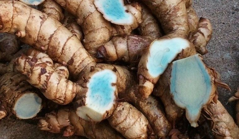 Nghệ đen: Khám phá vẻ đẹp hoang dã của nghệ đen với hình ảnh sống động từ BeeCost. Những hạt nhỏ màu đen của nghệ đen sẽ khiến bạn ngạc nhiên vì không ngờ rằng một loại thảo dược nhỏ bé lại mang lại nhiều giá trị về sức khỏe và làm đẹp.