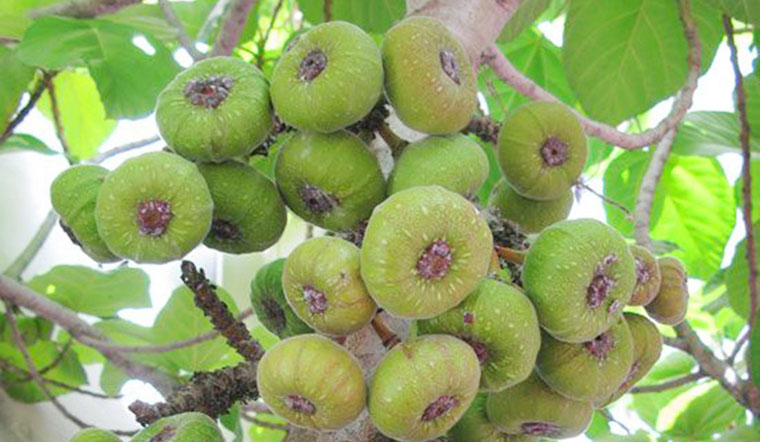 Trái vả là gì? Những công dụng quý tốt cho sức khỏe từ trái vả