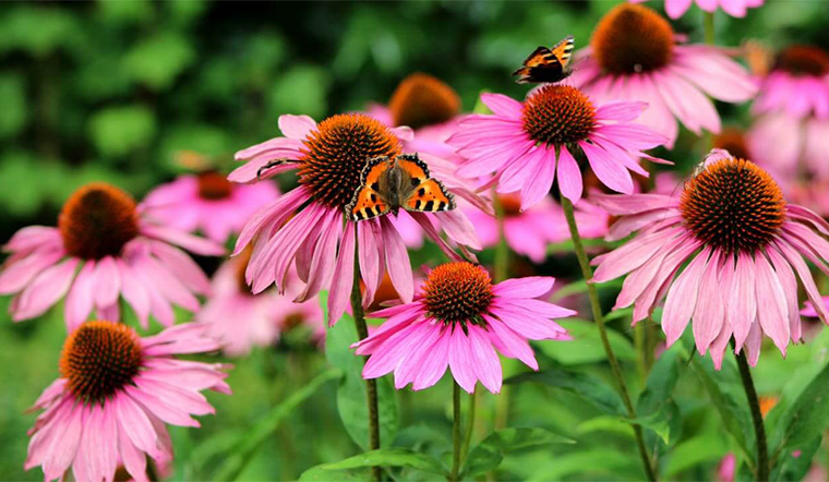 Echinacea (Hoa cúc tím) | viamclinic.vn