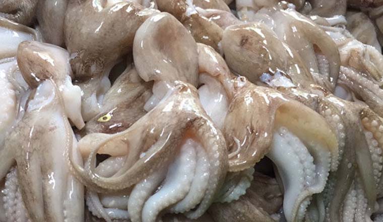 Bạch tuộc - Cách chế biến & Các món ngon từ bạch tuộc