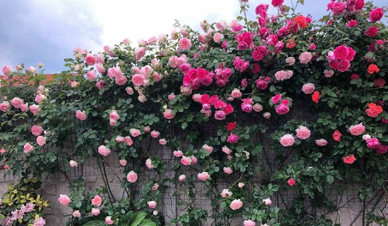 Cách trồng hoa hồng leo tường vi sai hoa “vô cùng hiệu quả”