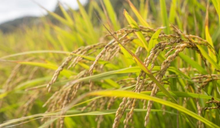 Gạo nếp Tan Pỏm Tà Hừa - Vị ngon đặc sản của Lai Châu Gạo nếp Tan Pỏm Tà Hừa - Vị ngon đặc sản của Lai Châu