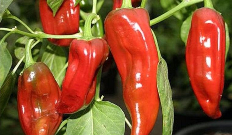 Ăn nhiều ớt có tốt không? Ai không nên ăn ớt