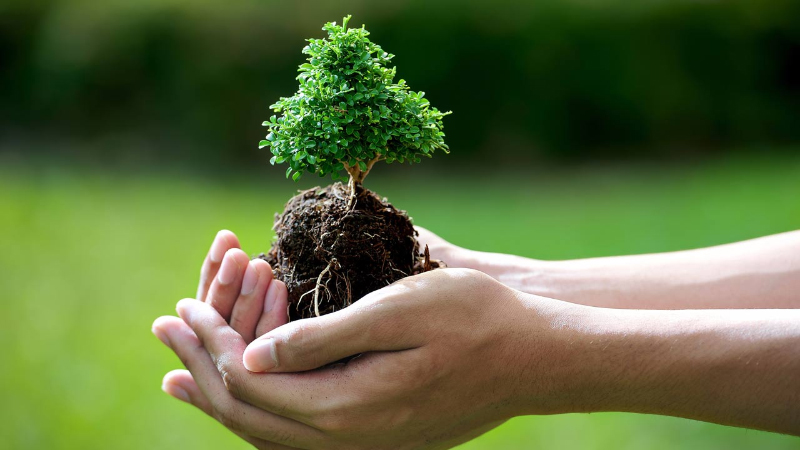 Tính cách người mệnh Mộc
