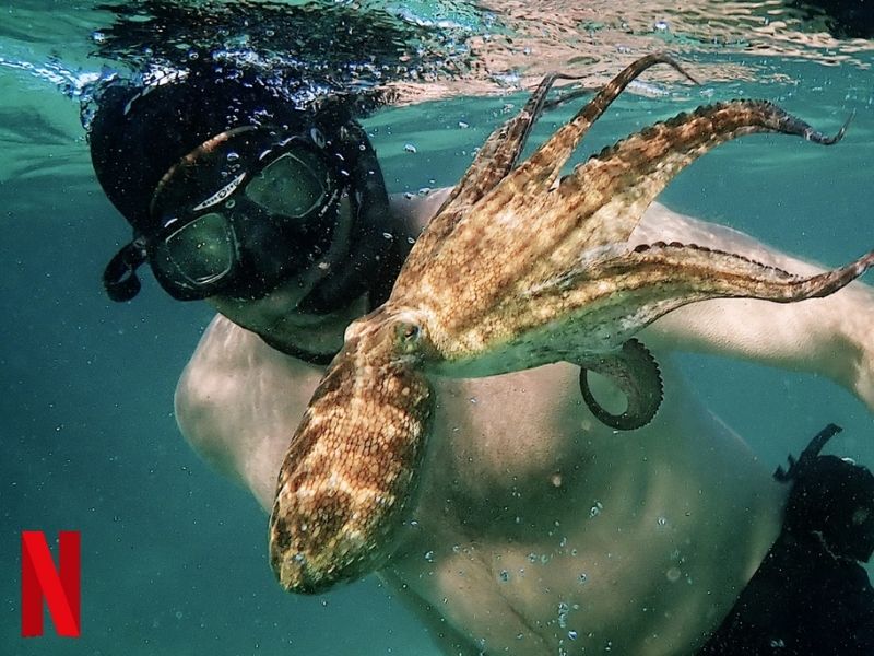 My Octopus Teacher: Thế giới hoang dã đã dạy ta điều gì?