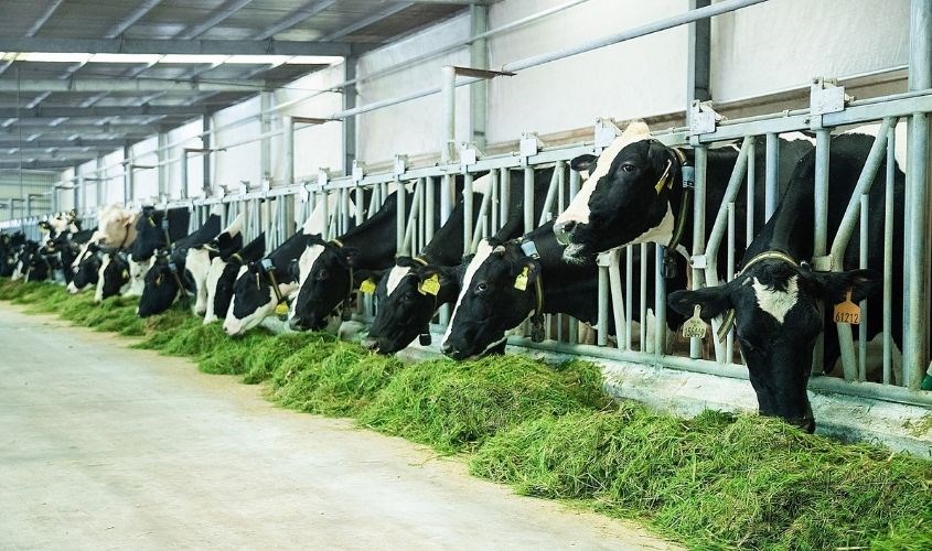 Được sản xuất từ nguồn nguyên liệu sạch