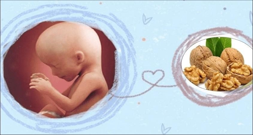 Sữa óc cho giúp thai nhi phát triển vượt trội