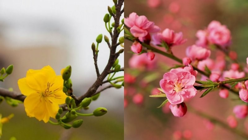 Hoa đào, hoa mai nở rộ