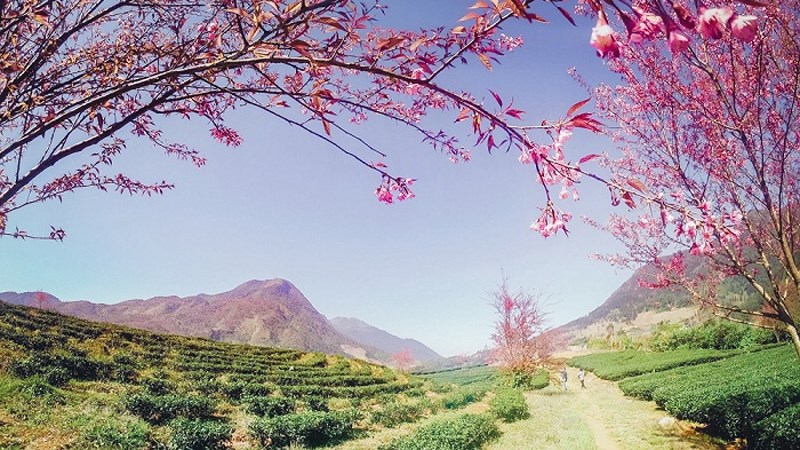 Ngắm hoa đào nở rộ tại Sapa