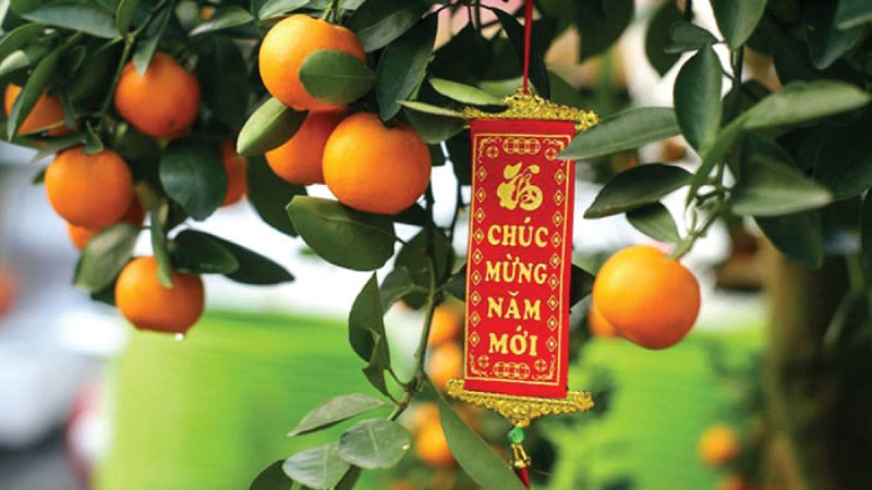 Cây quất chưg trong ngày tết