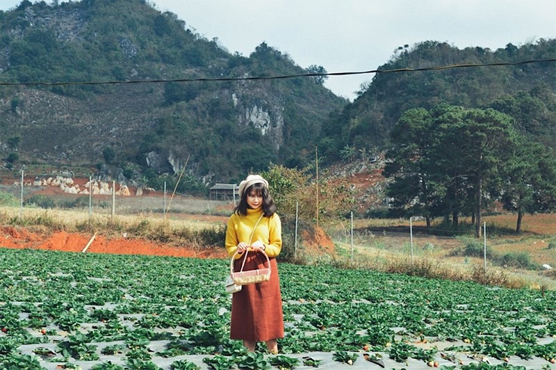Hái dâu ở Chimi Farm