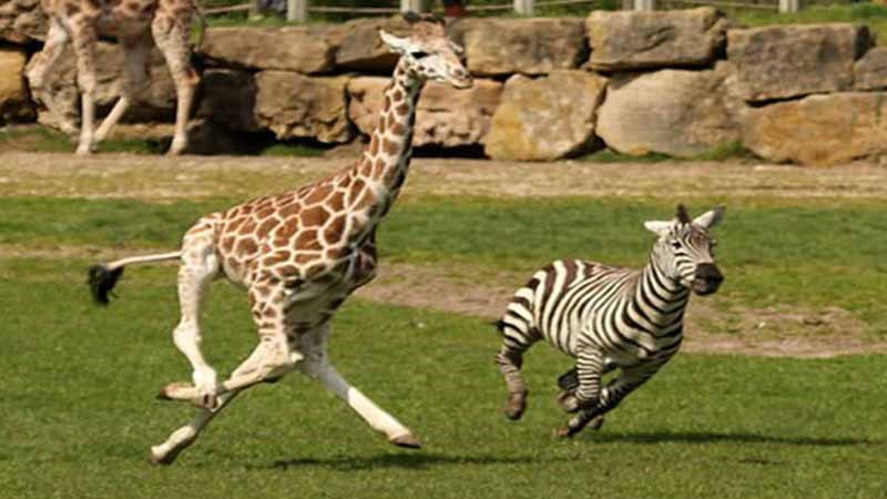 Baka là gì? Baka là gì?