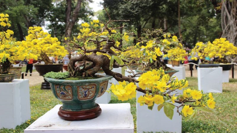 Cây mai ngày tết