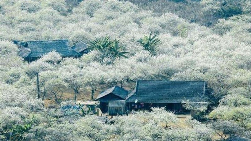 Mùa hoa ban trắng tại Mộc Châu