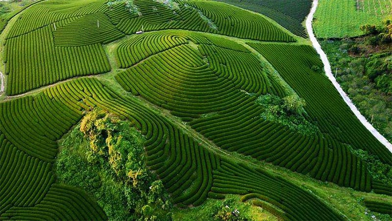 Đồi chè Ô long Mộc Sương