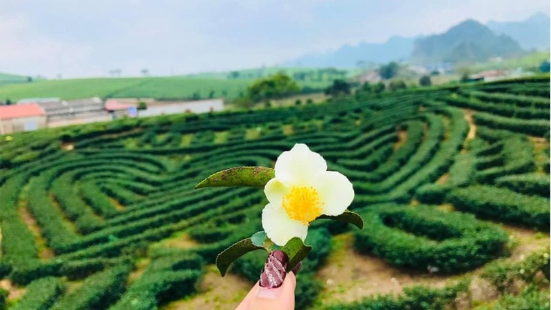 Lựa chọn tham quan và check - in tại đồi chè Trái Tim