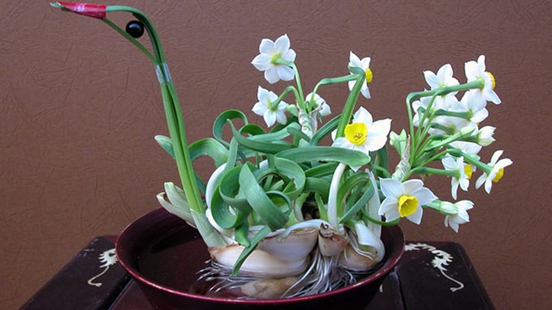 Hoa thủy tiên