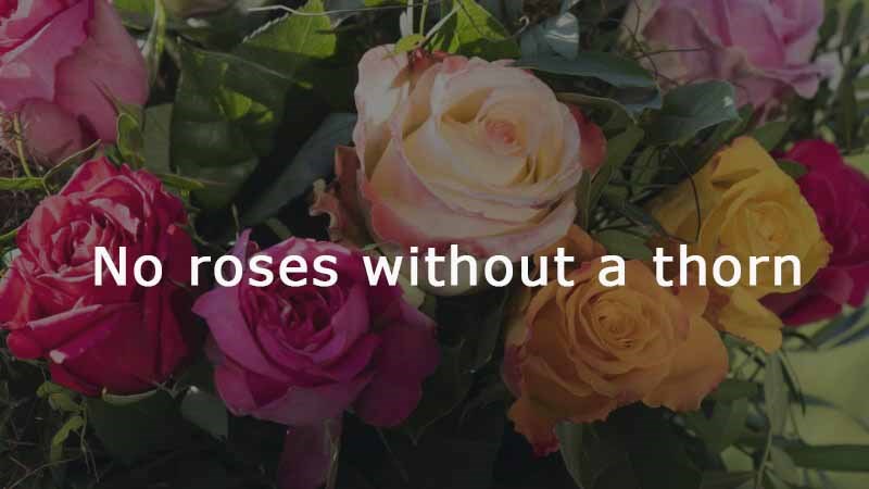 No roses without a thorn