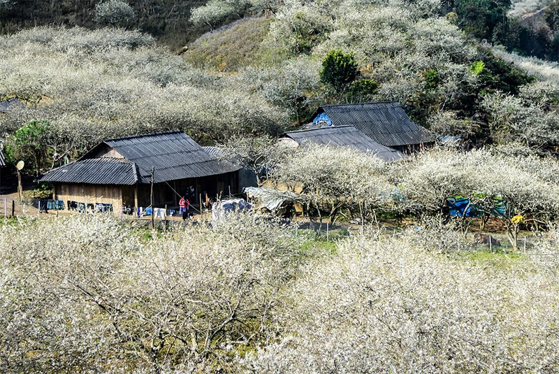 Bản Lóng Luông