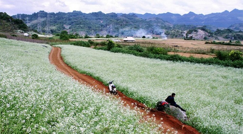 Thiên đường hoa