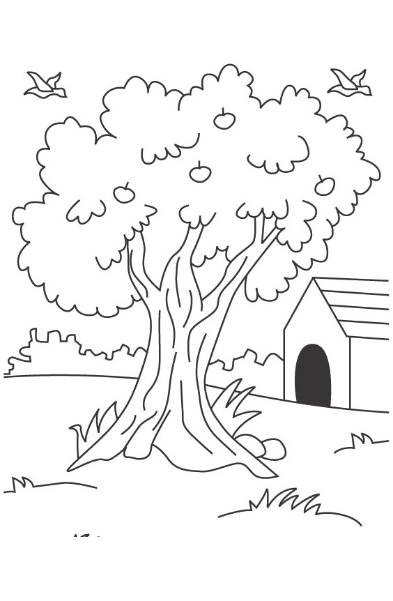 Tranh tô màu cây ăn quả - 10