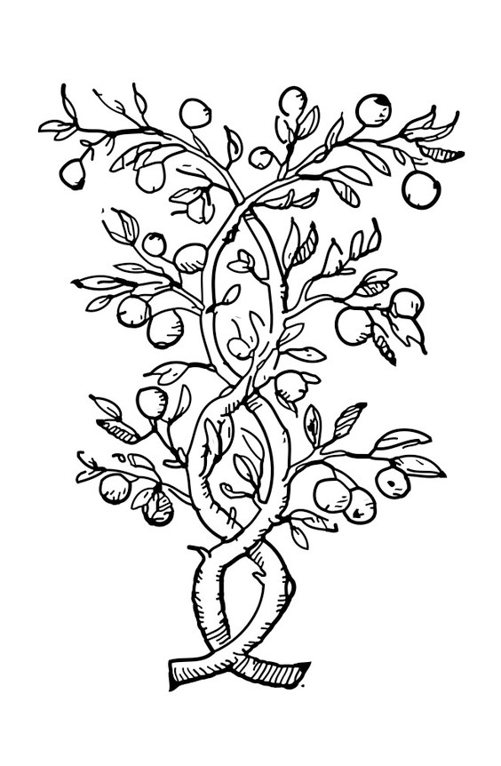 Tranh tô màu cây ăn quả - 19
