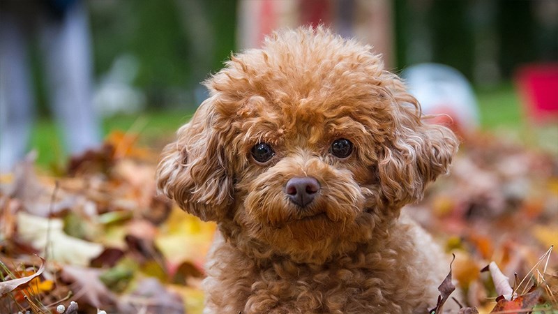 Hình chó Poodle - 1 (Kích thước: 1920 x 1080)