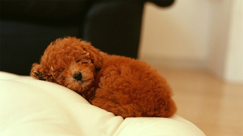 Hình chó Poodle - 10 (Kích thước: 1920 x 1080)