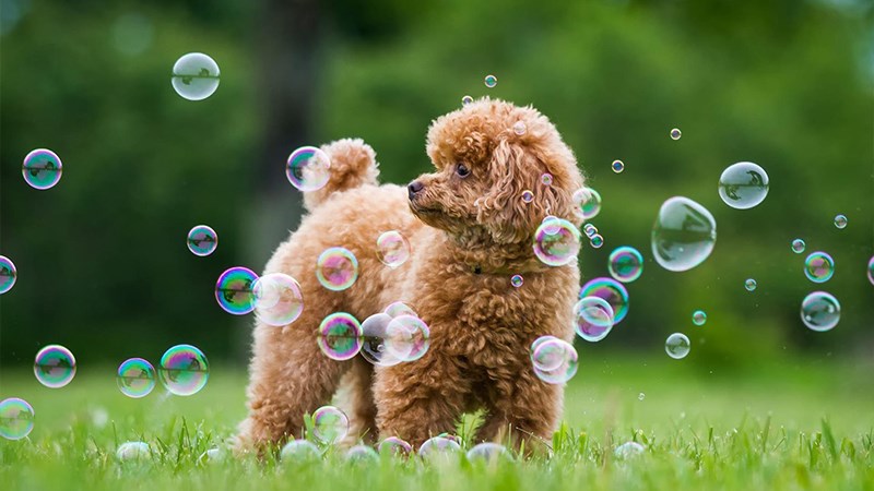 Hình chó Poodle - 2 (Kích thước: 1920 x 1080)