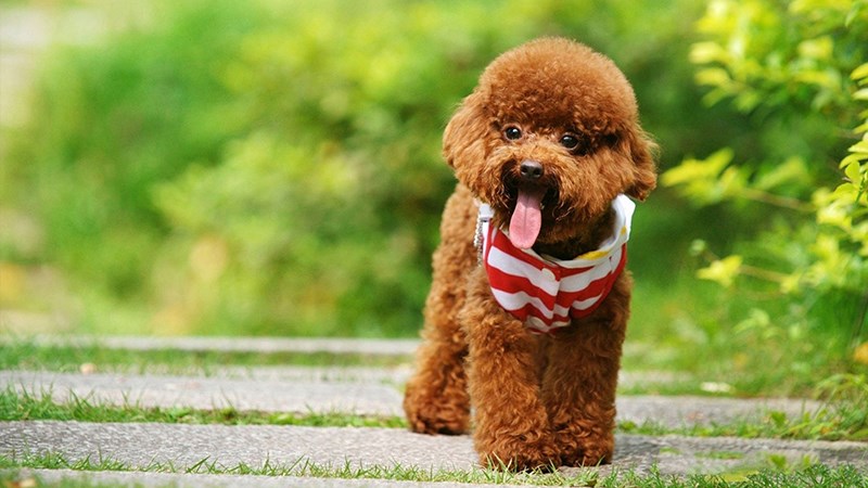 Hình chó Poodle - 3 (Kích thước: 1920 x 1080)