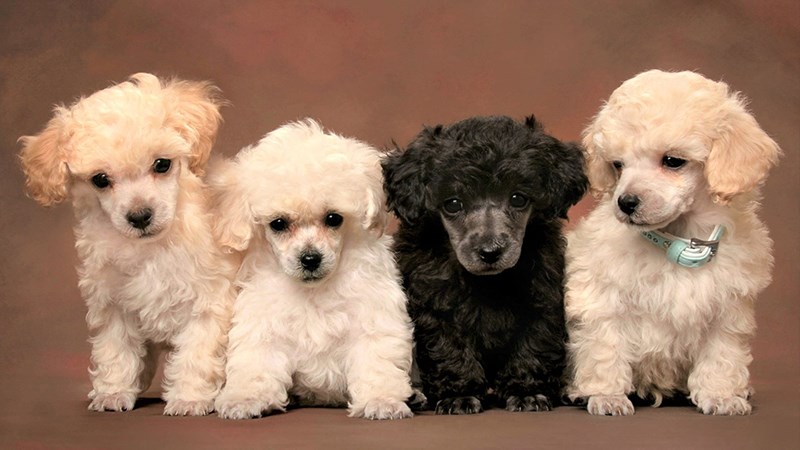 Hình chó Poodle - 5 (Kích thước: 1920 x 1080)
