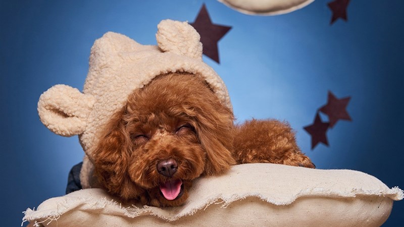 Hình chó Poodle - 6 (Kích thước: 1920 x 1080)